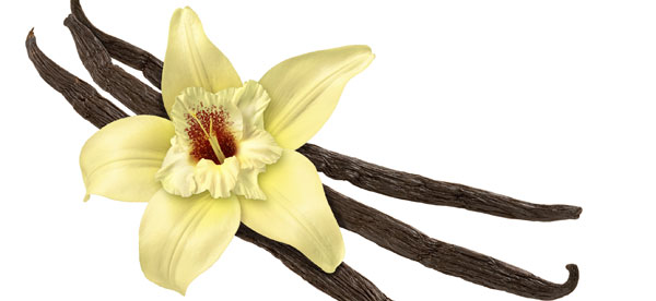 vanille-600x276